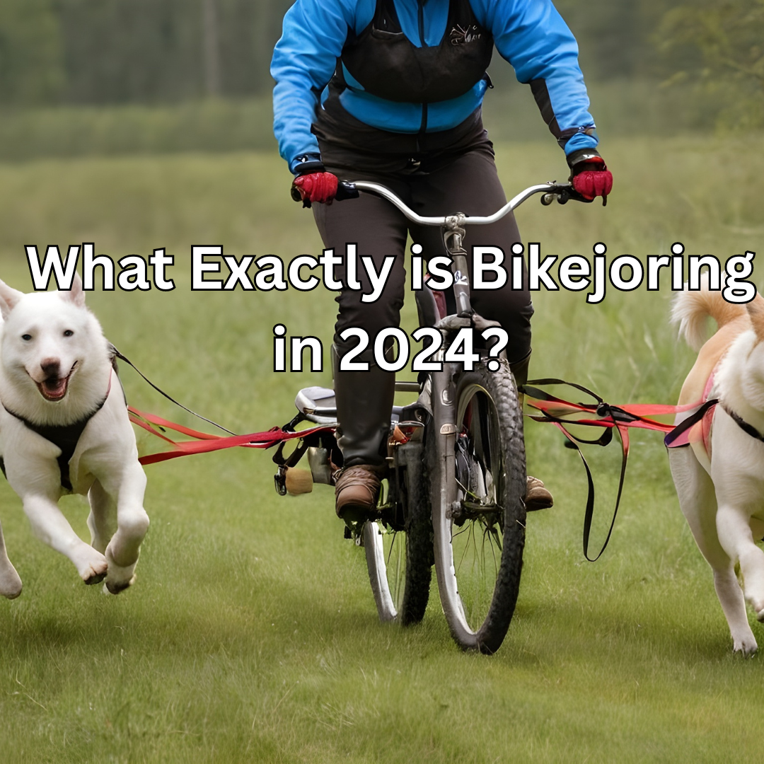 What Exactly is Bikejoring in 2024?