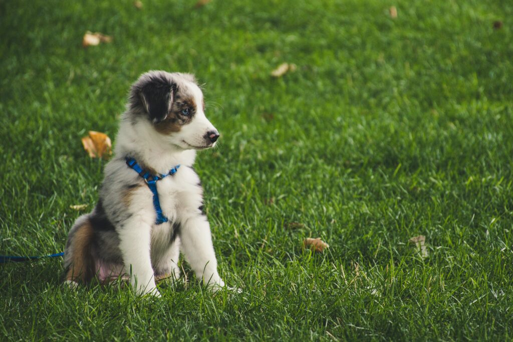 At what age is a dog not trainable in 2024?
What Exactly is Bikejoring in 2024?