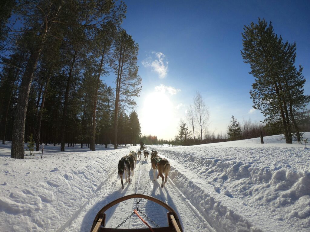 What is the best dog for bikejoring in 2024?
What Exactly is Bikejoring in 2024?