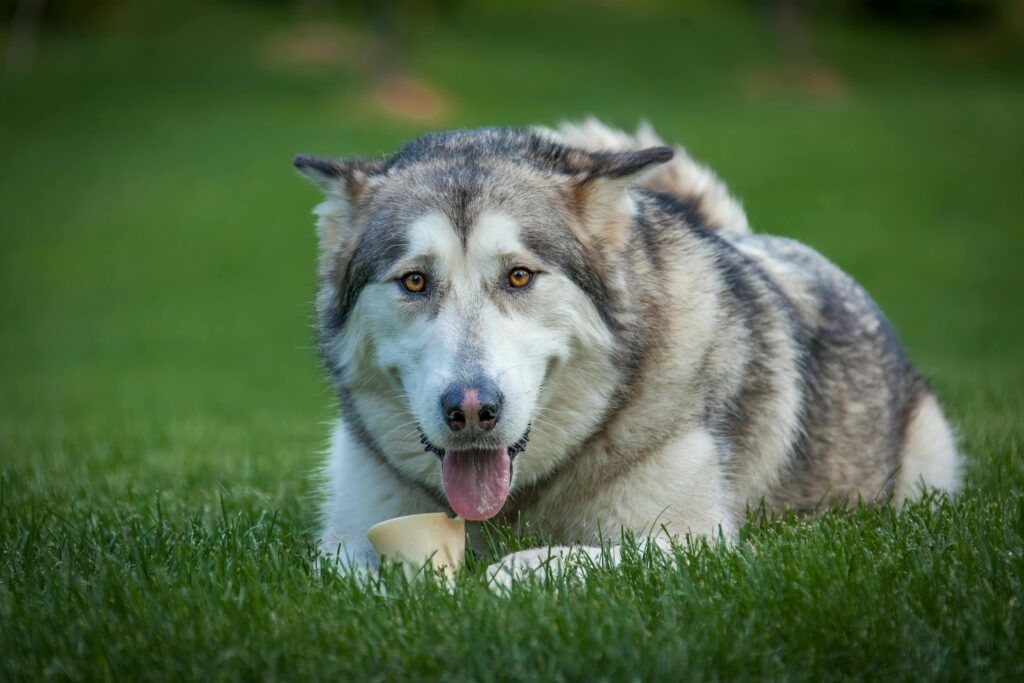 What is the best dog for bikejoring in 2024?
What Exactly is Bikejoring in 2024?