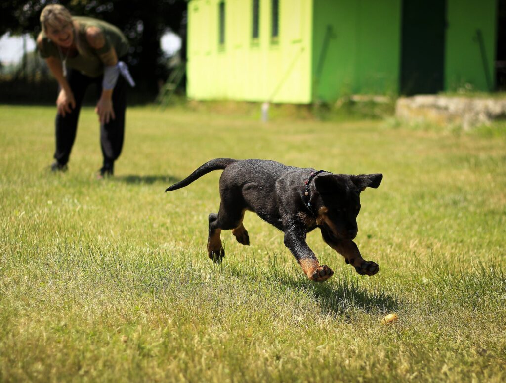 Is bikejoring good for dogs in 2024?
What Exactly is Bikejoring in 2024?