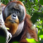 Groundbreaking: Orangutan Uses Medicinal Plant to Heal Wound - A World First