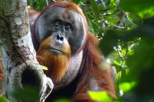 Groundbreaking: Orangutan Uses Medicinal Plant to Heal Wound - A World First