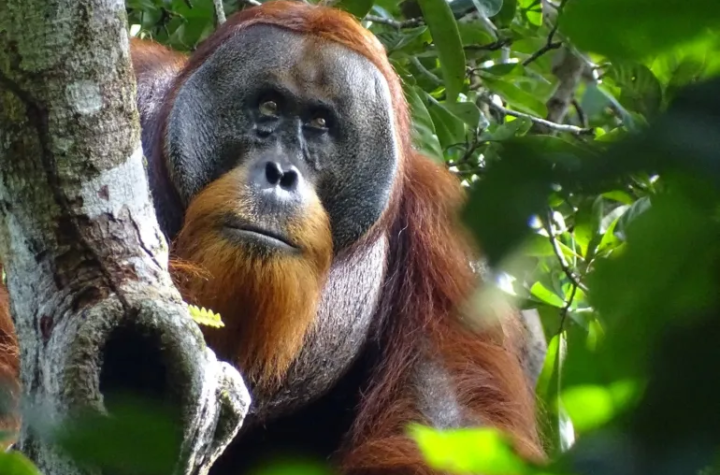 Groundbreaking: Orangutan Uses Medicinal Plant to Heal Wound - A World First
