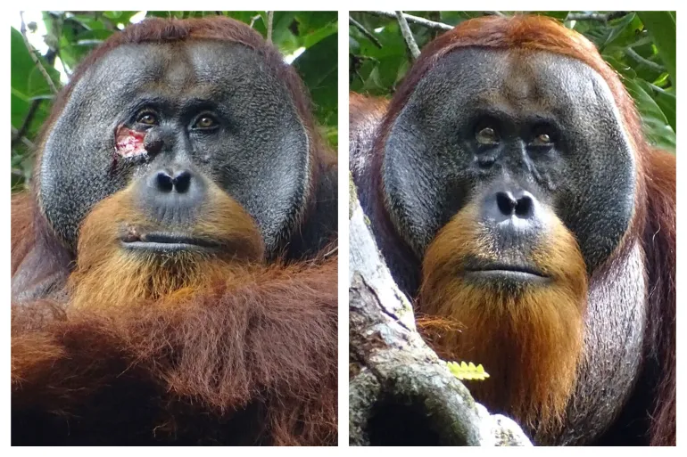 Groundbreaking: Orangutan Uses Medicinal Plant to Heal Wound - A World First